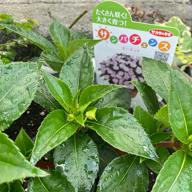 サンパティオ/サンパチェンス/サカタのタネ/花のある暮らし/ガーデニング...などのインテリア実例 20210606 222548