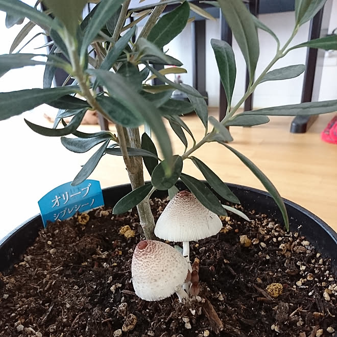 リビング オリーブの鉢植え 小さいほうのオリーブ 毒 きのこ 胞子が怖い などのインテリア実例 18 07 29 16 40 45 Roomclip ルームクリップ