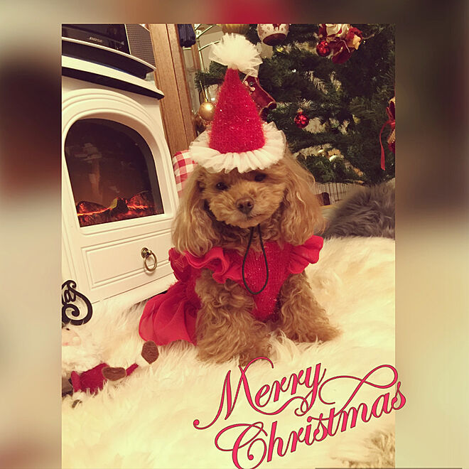 トイプードル/Xmasディスプレイ/我が家のクリスマス/Merry Christmas.·˖*✩/犬のいる風景...などのインテリア実例 - 2019-12-24 20:26:03