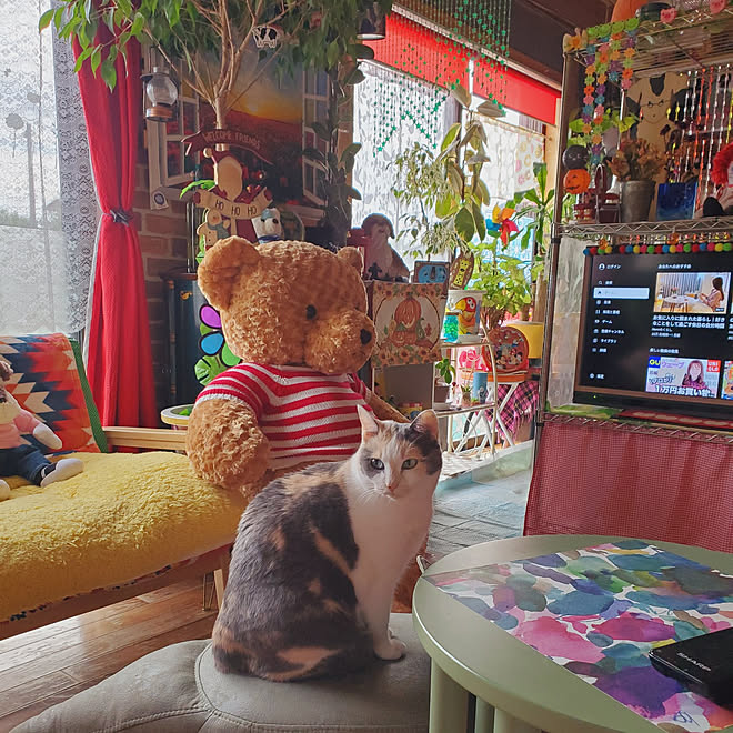 部屋全体 カラフル 犬と猫のいる暮らし くま子さんʕ ʔ みけさん などのインテリア実例 22 11 17 21 56 45 Roomclip ルームクリップ