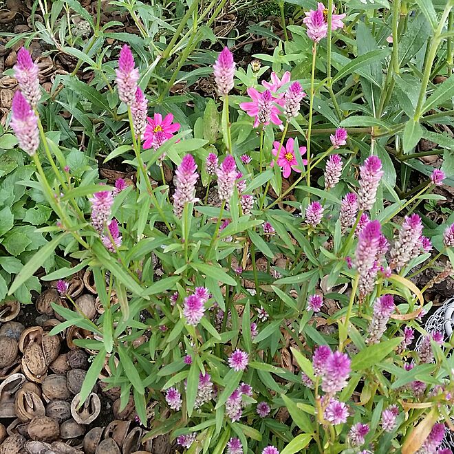 玄関/入り口/観葉植物/花のある暮らし/ナチュラル/ガーデニング...などのインテリア実例 - 2017-04-17 10:39:17