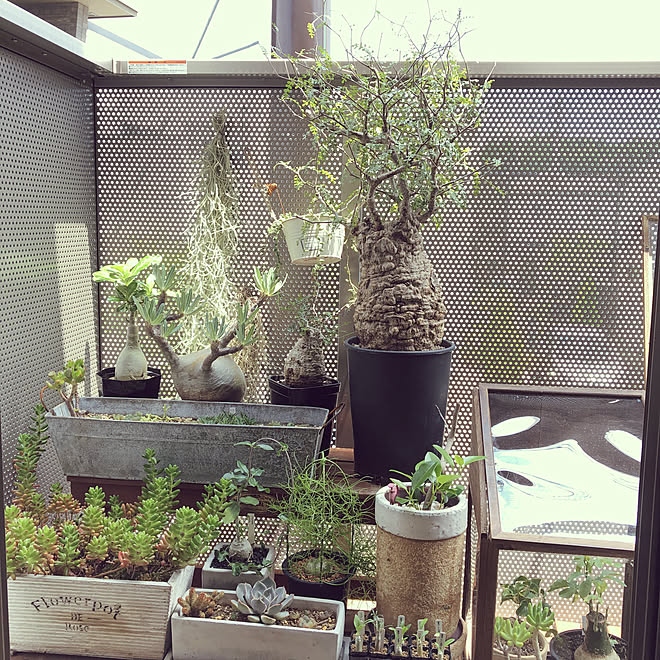 温室/塊根植物/コレ、DIYしたよ!/観葉植物/庭...などのインテリア実例