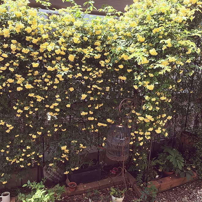 玄関/入り口/満開♡/植物/綺麗なお花♡/鳥かご♡...などのインテリア実例 - 2017-04-30 11:13:34