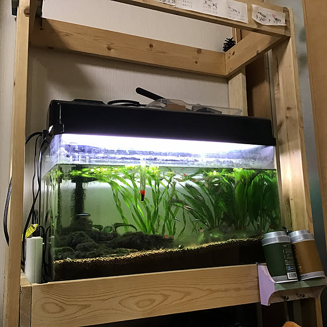 水草/水槽/熱帯魚/観葉植物/リビングのインテリア実例 - 2019-03-09 20:34:33