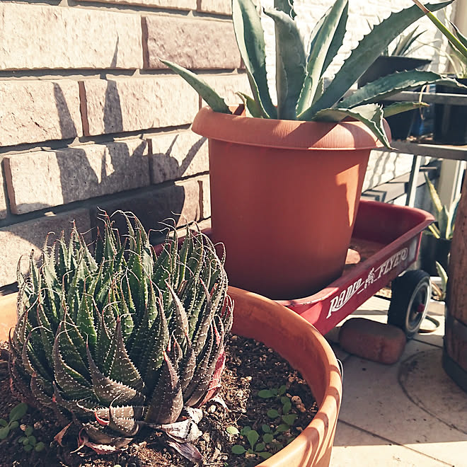 アロエアリスタータ ガステリアアリスタータ アリスタータ アガベアメリカーナ No Green No Life などのインテリア実例 11 15 17 46 28 Roomclip ルームクリップ