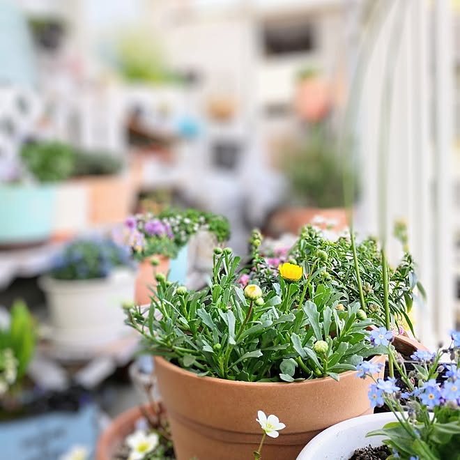 玄関/入り口/一人暮らし/賃貸インテリア/花のある暮らし/植物のある暮らし...などのインテリア実例 - 2023-03-13 18:01:00