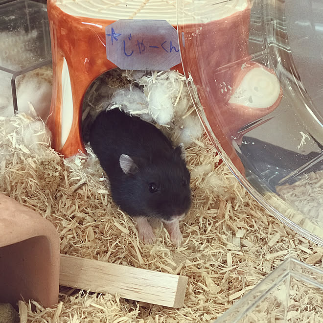 シンプルに暮らす こどもと暮らす ハムスター飼ってます ペットと暮らすインテリア ブラックインテリア などのインテリア実例 21 01 13 14 44 49 Roomclip ルームクリップ