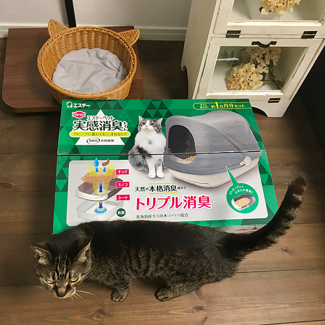 高齢猫 モニターお付き合いよろしくお願いします 実感消臭トイレ エステーペット 暮らし快適化特集 などのインテリア実例 22 06 08 18 16 36 Roomclip ルームクリップ 高齢猫 モニターお付き合いよろしくお願いします 実感消臭トイレ エステーペット 暮らし快適化特集 などのインテリア実例 22 06 08 18 16 36 Roomclip ルームクリップ