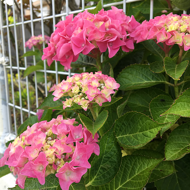 紫陽花が好き♡/田舎暮らし+ﾟ*/チワワ飼ってます/見ていただいてありがとうございます♡/いいね押し逃げごめんなさい(>_<)...などのインテリア実例 - 2020-06-08 08:41:28