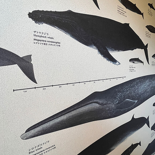 黒い壁紙多めです。/白いドア/博物館トイレ/やたら身につくイルカとクジラの名前/シャチは英語でkiller whale...などのインテリア実例 - 2023-05-30 08:03:57