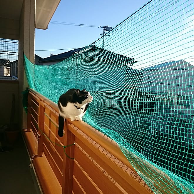 ベランダ ネコ ネット 落下防止 壁 天井のインテリア実例 16 03 09 12 53 06 Roomclip ルームクリップ