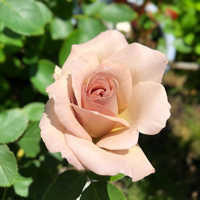 バラが好き/南欧風/バラの庭/庭/バラ...などのインテリア実例 - 2020-05-29 14:20:40