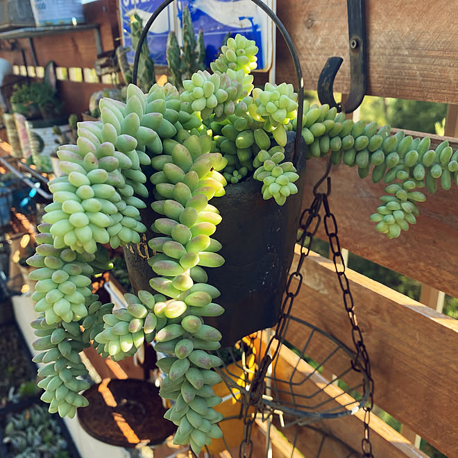 垂れ下がり系緑 ビアホップ 多肉植物 板壁diy 玄関 入り口のインテリア実例 21 12 17 22 12 41 Roomclip ルームクリップ 垂れ下がり系緑 ビアホップ 多肉植物 板壁diy 玄関 入り口のインテリア実例 21 12 17 22 12 41 Roomclip ルームクリップ