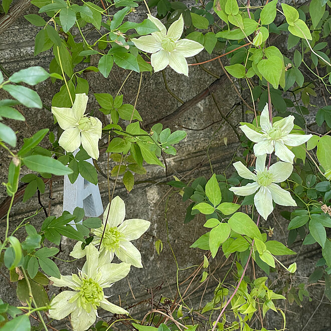 玄関アプローチ/花のある暮らし/グリーンのある暮らし/植物のある暮らし/みどりのある暮らし...などのインテリア実例 - 2023-05-05 17:39:34