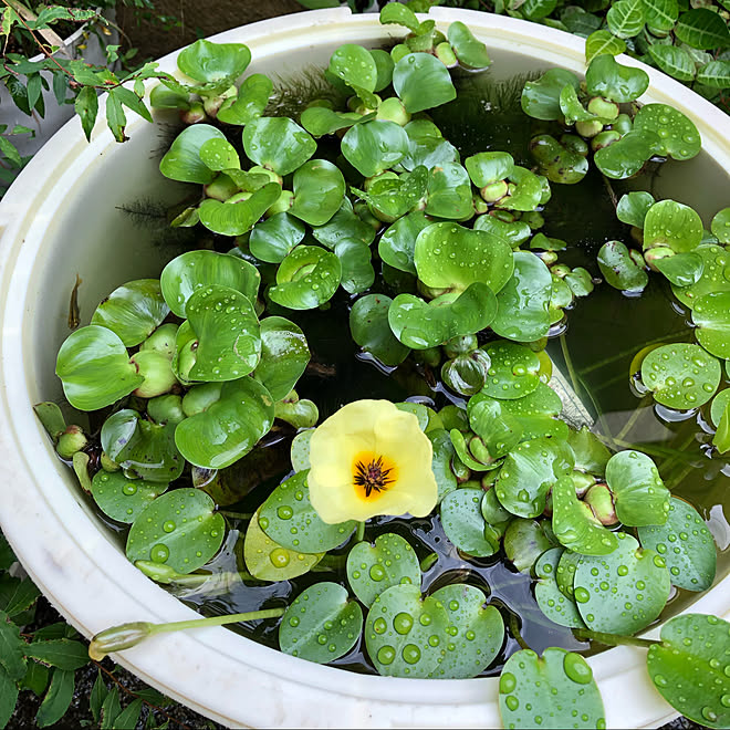 黄色い花 ホテイアオイ 布袋草 メダカ めだか などのインテリア実例 21 07 09 18 37 54 Roomclip ルームクリップ