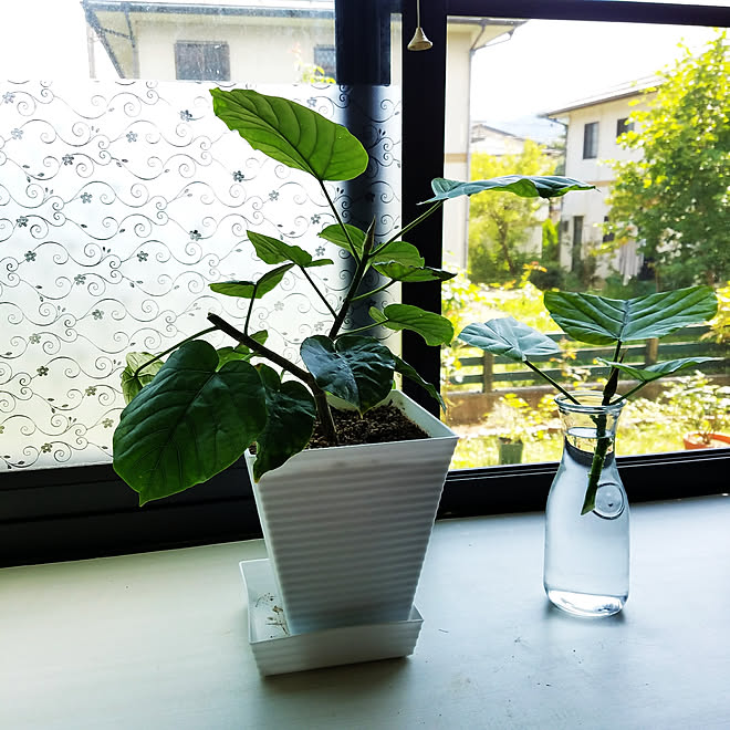 部屋全体/観葉植物/ウンベラータ/いいね！ありがとうございます♪/挿し木...などのインテリア実例 - 2017-09-10 11:47:47