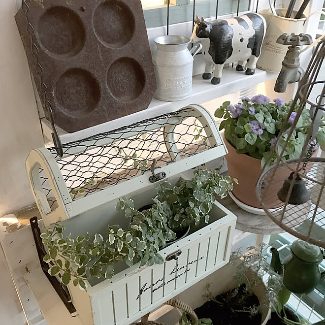 観葉植物のある暮らし/賃貸でも諦めない！/シャビーシック/salut!/ベランダ小屋...などのインテリア実例 - 2023-07-15 19:27:12