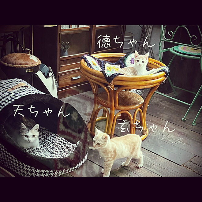 猫部屋/親子猫/猫と暮らす家/Ig:hanamaru.0.cats/marusan流...などのインテリア実例 - 2022-10-01 09:22:06