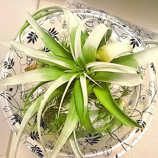 観葉植物/白が好き/100均/ナチュラルインテリア/吹き抜けのある家...などのインテリア実例 - 2018-03-27 20:52:05