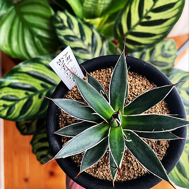 観葉植物のある暮らし カラテア アガベ 癒し リビングのインテリア実例 22 12 15 09 45 57 Roomclip ルームクリップ