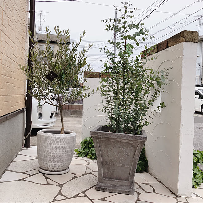 玄関 入り口 オリーブ ユーカリグニー いつもいいねありがとうございます Rcの出会いに感謝 などのインテリア実例 18 04 23 15 03 28 Roomclip ルームクリップ 玄関 入り口 オリーブ ユーカリグニー いつもいいねありがとうございます Rcの出会いに感謝 などのインテリア実例 18 04 23 15 03 28 Roomclip ルームクリップ