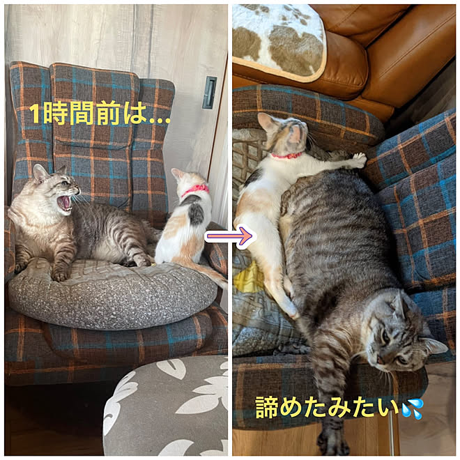 子猫の粘り勝ち/保護猫/子猫と暮らす/猫と暮らす家/多頭飼い...などの