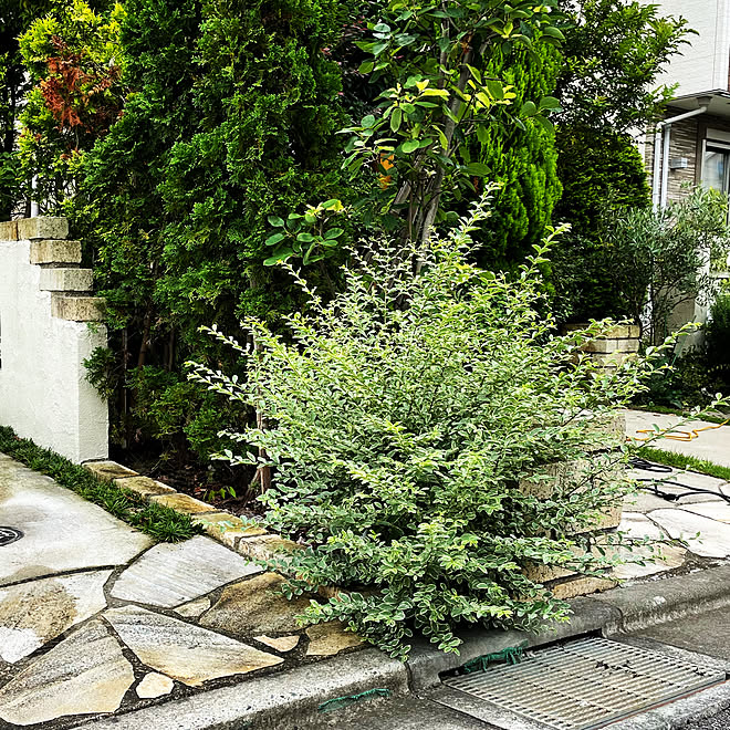 シルバープリペット Eくらしプロジェクト 山善くらしのeショップ 山善ガーデン部 山善園芸部 などのインテリア実例 21 07 11 14 01 52 Roomclip ルームクリップ