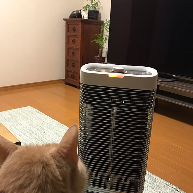 コアヒート/コロナストーブ/ねこのいる生活/観葉植物/古道具...などのインテリア実例 - 2020-11-29 21:26:27