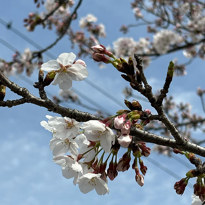 ベッド周り/桜/癒し/お花のある暮らし/RCの出会いに感謝しています♡...などのインテリア実例 - 2024-04-09 11:48:08
