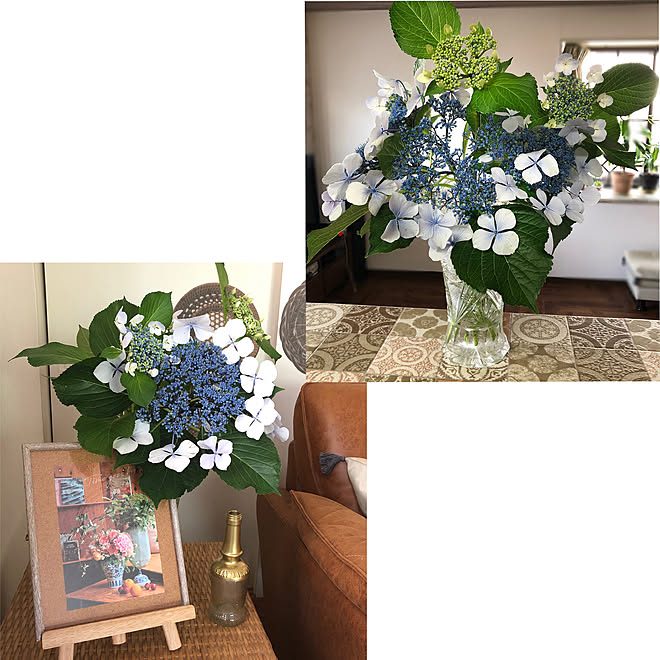 切り花 ガクアジサイ 手作り大好き 部屋全体 紫陽花のインテリア実例 21 05 29 18 00 06 Roomclip ルームクリップ