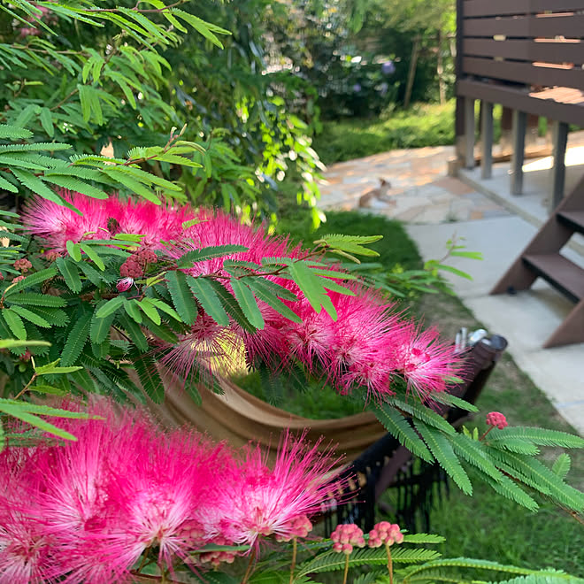 庭木 庭 ねむの木のインテリア実例 06 23 16 18 46 Roomclip ルームクリップ