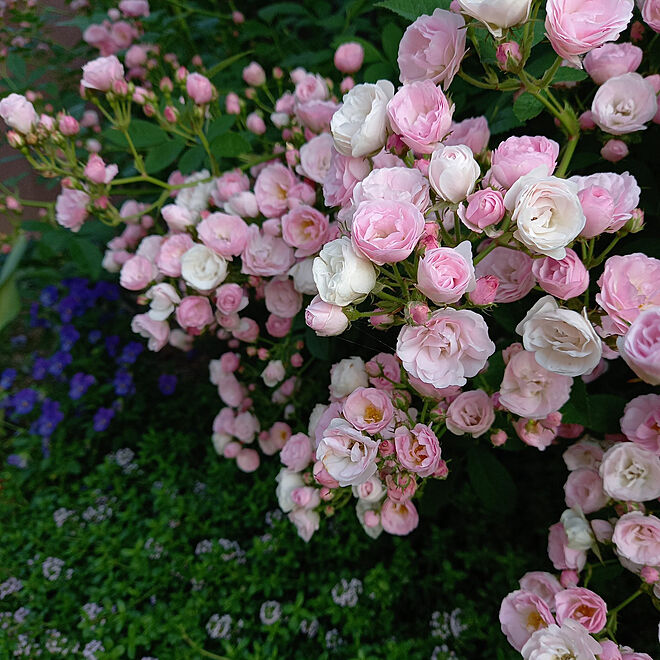 部屋全体/加工なしの写真/ビオラ/群舞（薔薇）/緑のある暮らし...などのインテリア実例 - 2022-05-07 22:43:56