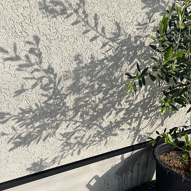 植物の影/塗り壁の家/オリーブの木/ジョリパット壁/壁/天井のインテリア実例 - 2023-05-03 21:57:31
