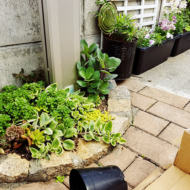 玄関 入り口 ダイソー 100均 ガーデニング 観葉植物 などのインテリア実例 22 02 06 12 21 54 Roomclip ルームクリップ