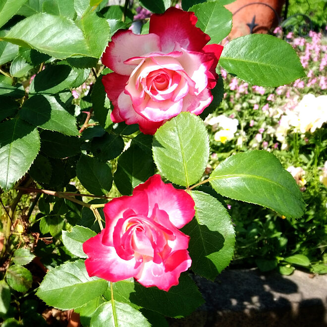 玄関/入り口/イイねありがとうございます♡/薔薇/花のある暮らし/手作り花壇...などのインテリア実例 - 2019-05-17 10:16:44