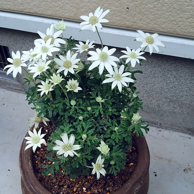 玄関 入り口 フランネルフラワー 白い花 素焼き鉢 テラコッタ鉢のインテリア実例 07 22 59 31 Roomclip ルームクリップ