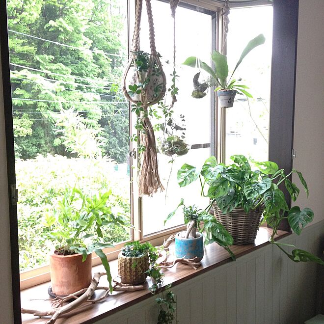 部屋全体 出窓のグリーン 出窓ディスプレイ 観葉植物のインテリア実例 16 11 18 19 04 14 Roomclip ルームクリップ