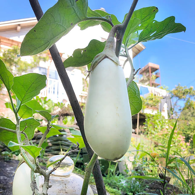 家庭菜園/緑のある暮らし/日記/グリーンのある暮らし/観葉植物...などのインテリア実例 - 2022-08-31 20:22:56