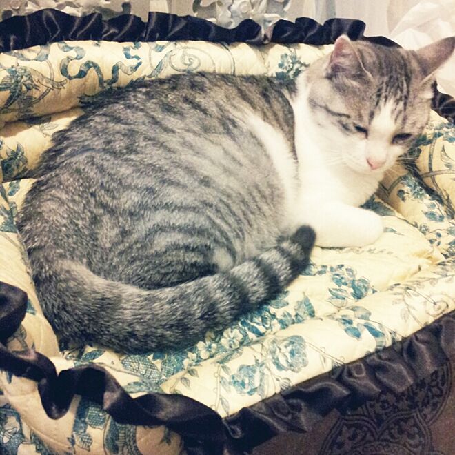 ベッド周り/猫のいる部屋/猫/猫ベッドのインテリア実例 - 2015-07-17 00:09:58