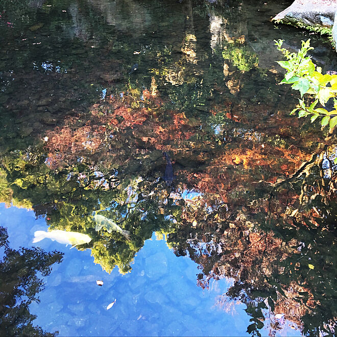 池/浜松城公園/美しい物を観たくて/紅葉/徘徊...などのインテリア実例 - 2017-12-09 20:59:07