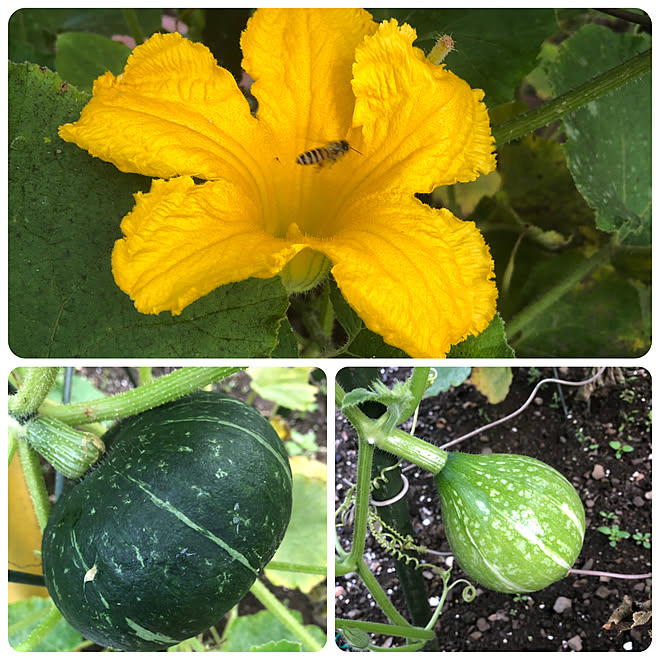 かぼちゃの花 かぼちゃ 季節を楽しむ 季節を感じる暮らし 夏 などのインテリア実例 22 07 30 11 09 19 Roomclip ルームクリップ