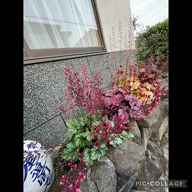 ヒューケラ大好き/ヒューケラの花/春/植物のある暮らし/逢...などのインテリア実例 - 2022-05-24 19:13:37