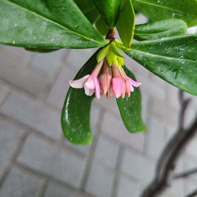 部屋全体/季節を楽しむ暮らし/グリーンのある暮らし/沈丁花/沈丁花　白...などのインテリア実例 - 2024-02-25 13:38:02