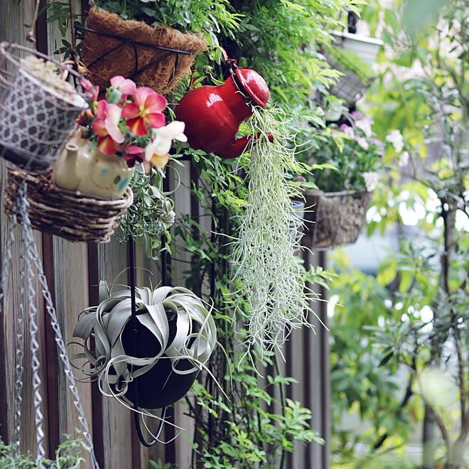 パンジーとビオラ ガーデニング 花壇の花 雨の庭 小屋の壁 などのインテリア実例 22 04 24 13 27 07 Roomclip ルームクリップ