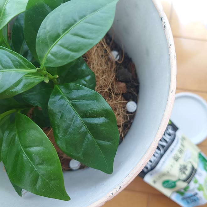 バス/トイレ/観葉植物/多肉植物/植物のある暮らし/虫対策...などのインテリア実例 - 2023-08-14 02:37:10