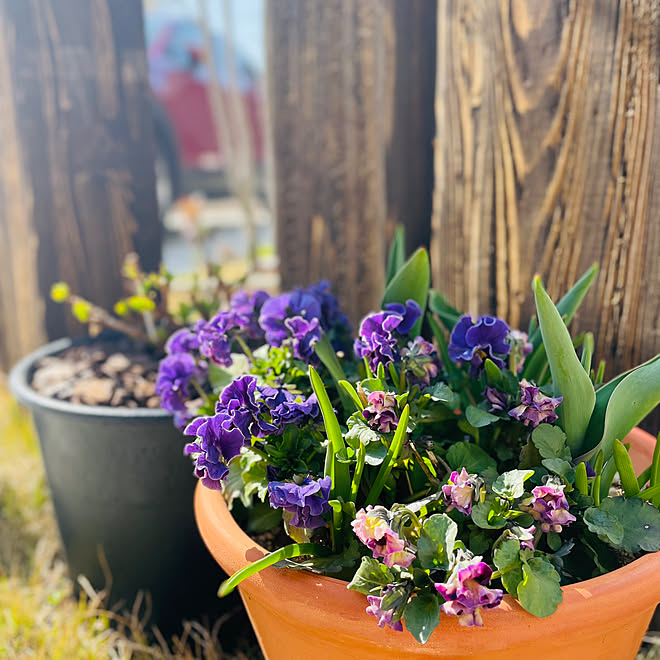 キュウリとハーブのトリプルデッカーのレシピ