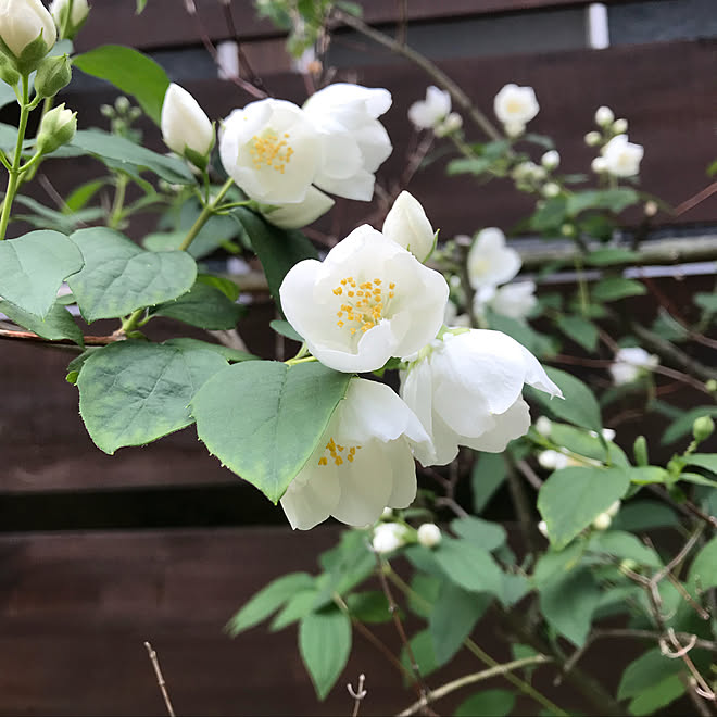 玄関/入り口/季節の花/庭にいかが？/裏庭/番外編...などのインテリア実例 - 2018-05-12 16:30:23