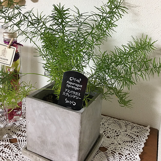 アスパラガス アスパラガス スプレンゲリー 観葉植物のある部屋 観葉植物のある暮らし 観葉植物 などのインテリア実例 19 12 26 22 01 13 Roomclip ルームクリップ アスパラガス アスパラガス スプレンゲリー 観葉植物のある部屋 観葉植物のある暮らし 観葉植物 などのインテリア実例 19 12 26 22 01 13 Roomclip ルームクリップ
