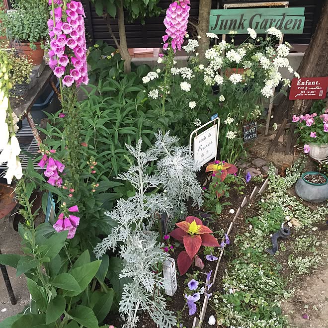 玄関/入り口/夏に向けてお花を減らしてます/花壇の植え替え/お庭/ガーデン...などのインテリア実例 - 2017-05-22 21:17:15