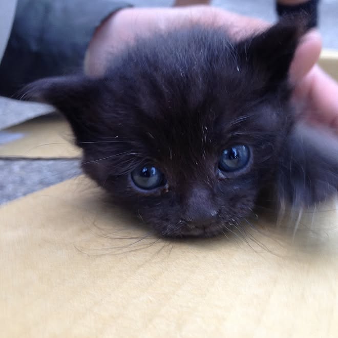 キッチン/インテリアじゃなくてごめんなさい/キッチンな訳が無い。/ねこバカ/ねこ...などのインテリア実例 - 2015-04-28 07:14:10